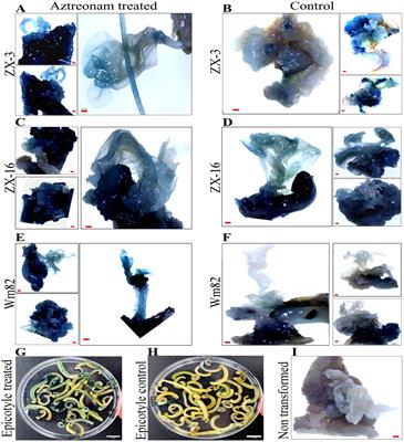 Aztreonam is a novel chemical inducer that promotes Agrobacteium transformation and lateral root development in soybean